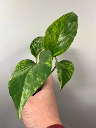 Marble Queen Pothos, View more