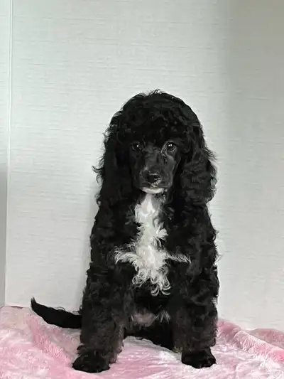 Miniature Poodle Puppy, View more