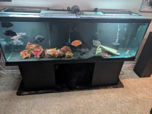 African chilclids in Fish for Rehoming in London - Image 11