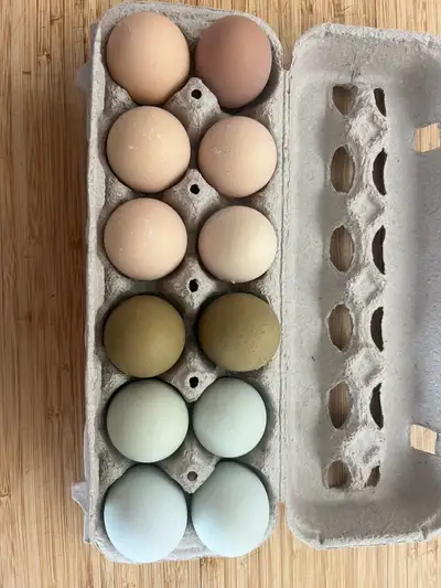 Fertilized BYM chicken eggs , View more