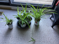 Spider Plants !  dual color , white and green or solid green