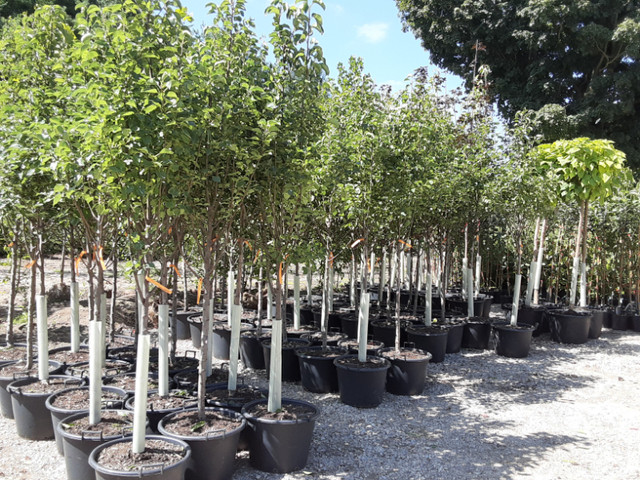 Trees and Hedging For Sale REASONABLE PRICES! in Plants, Fertilizer & Soil in Woodstock - Image 2