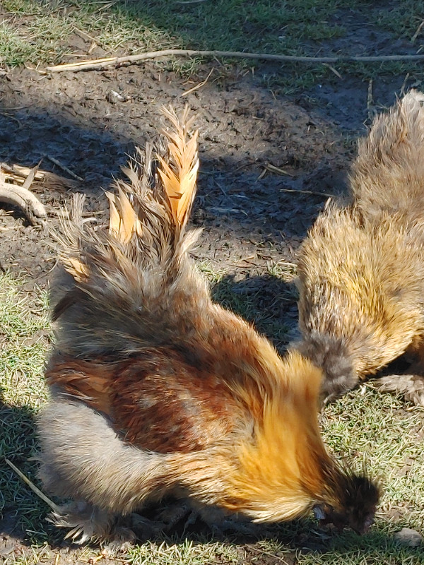 Bearded silkie chicken hatching eggs in Livestock in Winnipeg - Image 4