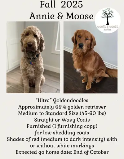 Goldendoodle Puppies - Accepting Applications for Fall Litter, View more