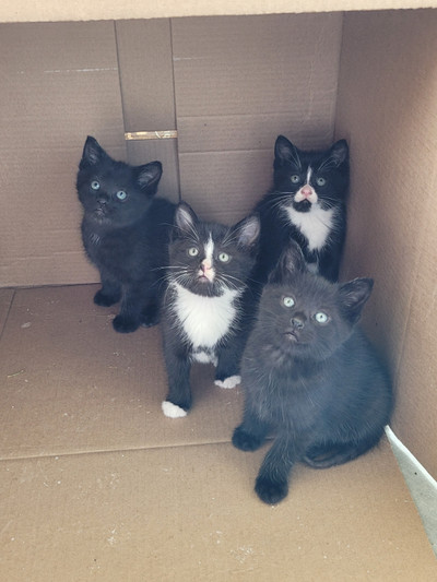 Sweet black and white kittens
