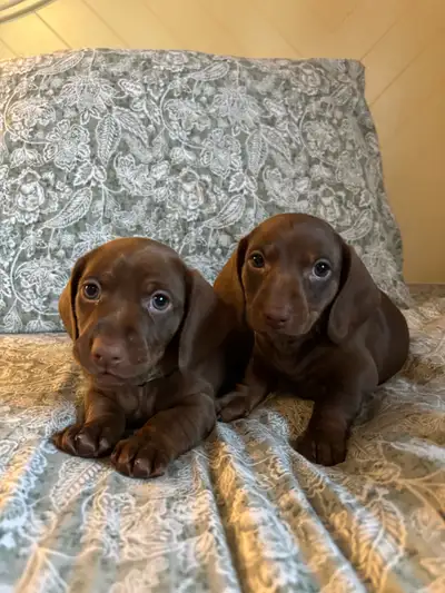Miniature Dachshund Puppies! 2 LEFT!, View more