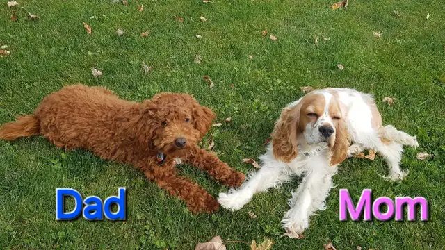 Mini Cockapoo puppies ‼ in Dogs & Puppies for Rehoming in Stratford - Image 9