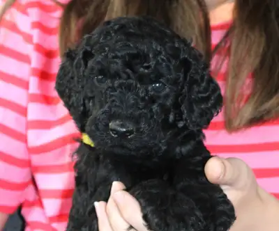 CKC-Registered Standard Poodle Puppies, View more