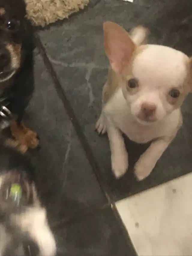 chihuahua in Dogs & Puppies for Rehoming in Laval / North Shore - Image 3