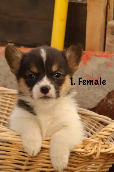 Loyal Little Legends – Corgi Pups Raised with Love on the farm, View more