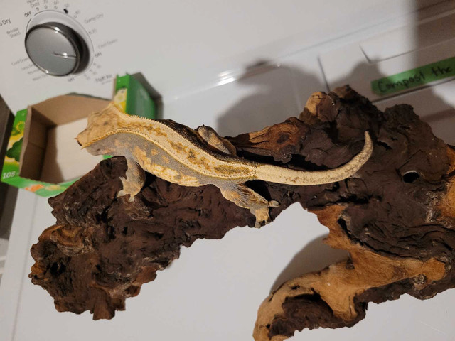 2 Crested Geckos in Reptiles & Amphibians for Rehoming in Oshawa / Durham Region - Image 2