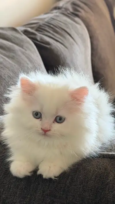 4 Persian Himalayan Mix Female Kittens  Fluffy, Blue Eyes, View more