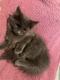 Siberien Adoptez Des Chats Et Chatons Dans Quebec Petites Annonces De Kijiji