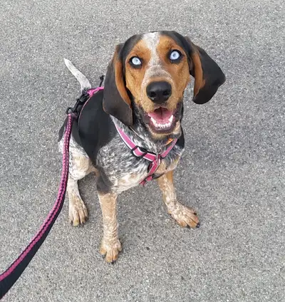 Hello! Are you going on vacation and can't take your furry friend or don't want to leave them home a...