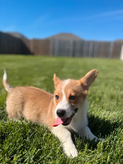 Corgi puppies, View more