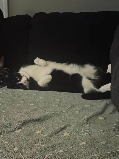 2 cats looking for new home, View more