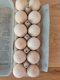 Turkey eggs 