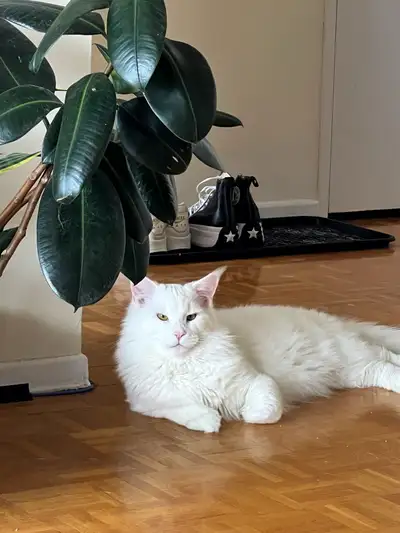 Solid White Maine Coon, View more