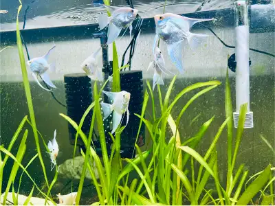Platinum Angel fish (adult size) - excellent quality deal, View more