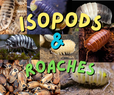 Isopods and Roaches (Feeders) For Sale, View more
