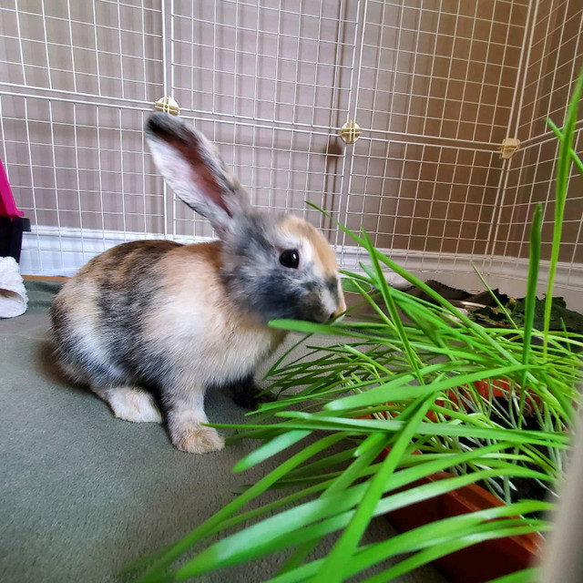 Bunny rabbit for rehome, with carrying cage, food, etc. Small Animals