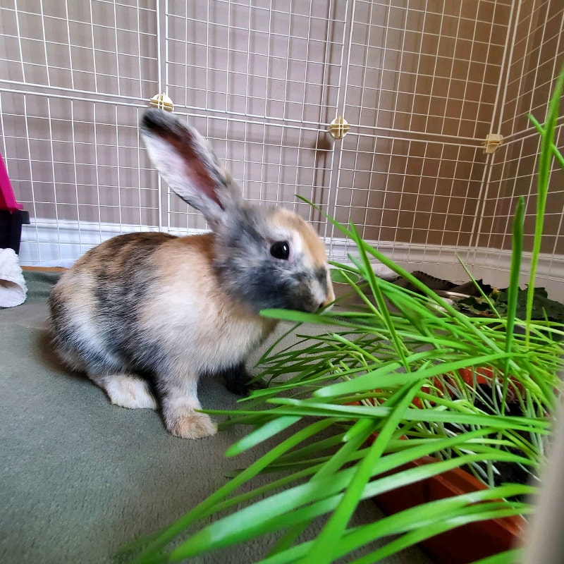 Bunny rabbit for rehome, with carrying cage, food, etc. Small Animals for Rehoming Ottawa
