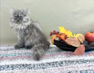 Maine Coon - Silver Shaded - Male, View more