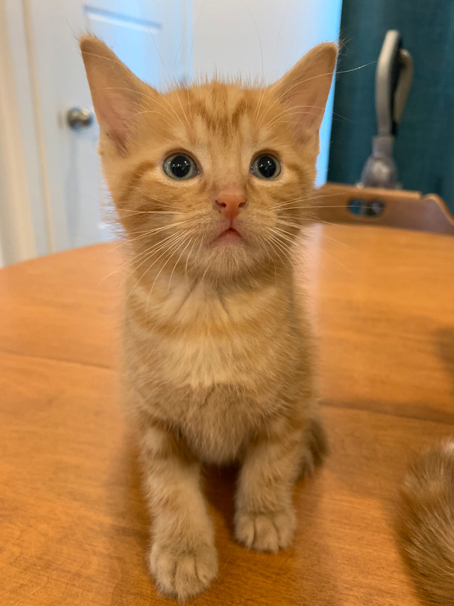 Chaton 2 Mois Chats Et Chatons A Adopter Laval Rive Nord Kijiji