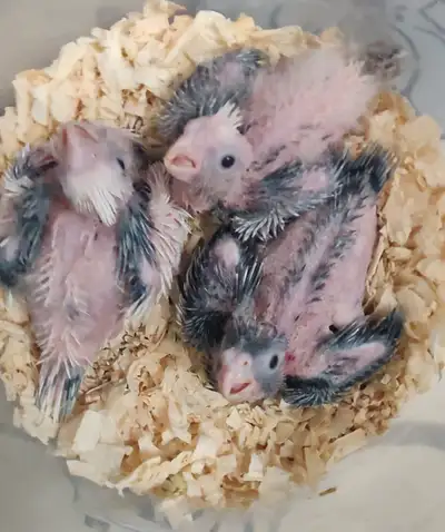 Baby Cockatiels for sale handfeeding, View more