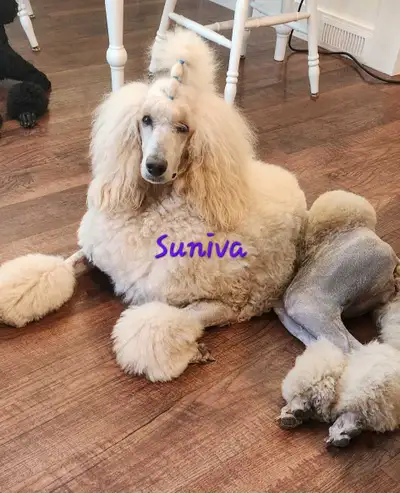 CKC REGISTERED STANDARD POODLE PUPPIES!  WAIT LIST OPEN, View more
