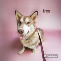 Freya-2yr female husky mix
