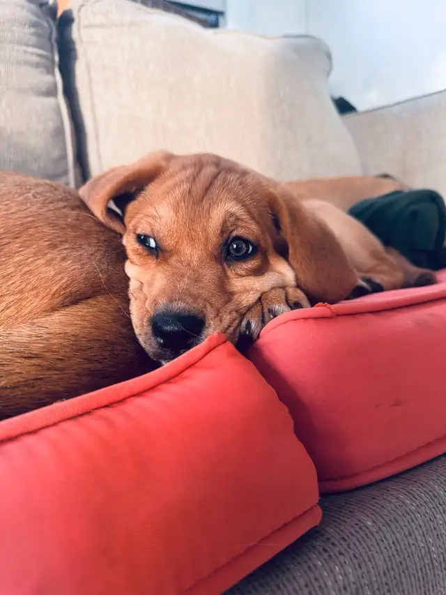 yellow lab, king shepherd, Italian bull mastiff mix puppies in Dogs & Puppies for Rehoming in Barrie - Image 3