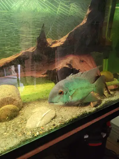 Large true parrot cichlid. Can mix with other large cichlids