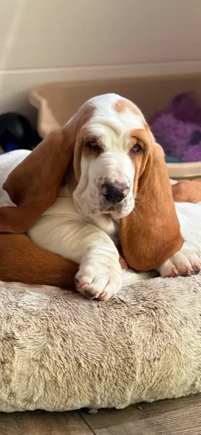 CKC Registered Purebred Basset Hounds, View more