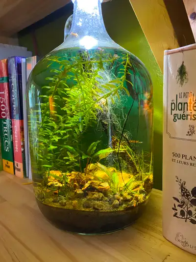 1 gallon tank ecosystem, View more