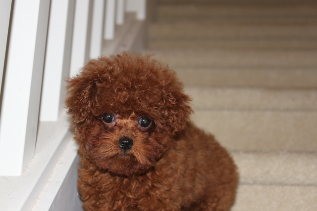 Adorable tiny TEA  teddy face red poodle puppies in Dogs & Puppies for Rehoming in Richmond - Image 7