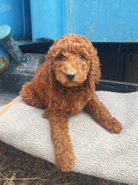 Adorable Red Standard Poodle Puppies
