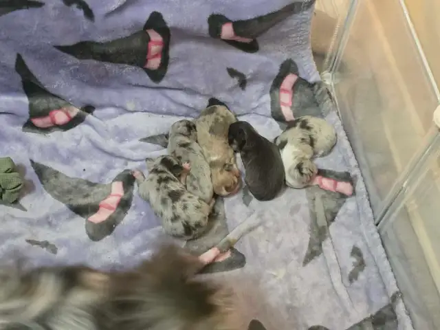 LongCoat Tiny Chihuahua puppies in Dogs & Puppies for Rehoming in Ottawa - Image 3