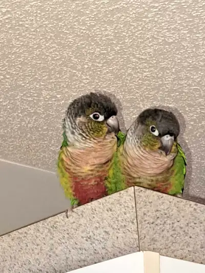 Couple de conure