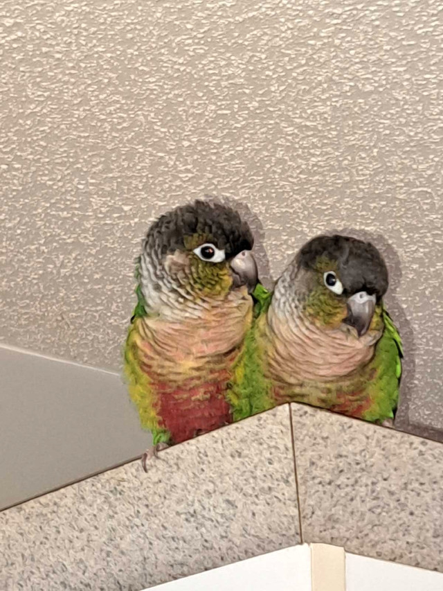 couple de conure in Birds for Rehoming in Gatineau