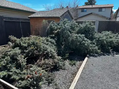 Free Tree/wood, View more