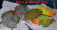 Baby Conures and Lovebirds For Sale!!!