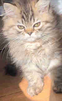 LOVECATS17 Cattery: TICA reg. breeder of Persians and Himalayans in Cats & Kittens for Rehoming in Peterborough