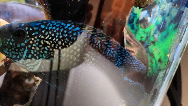 ABSOLUTELY  Stunning Male Jack Dempsey for sale $125 in Fish for Rehoming in Peterborough - Image 2