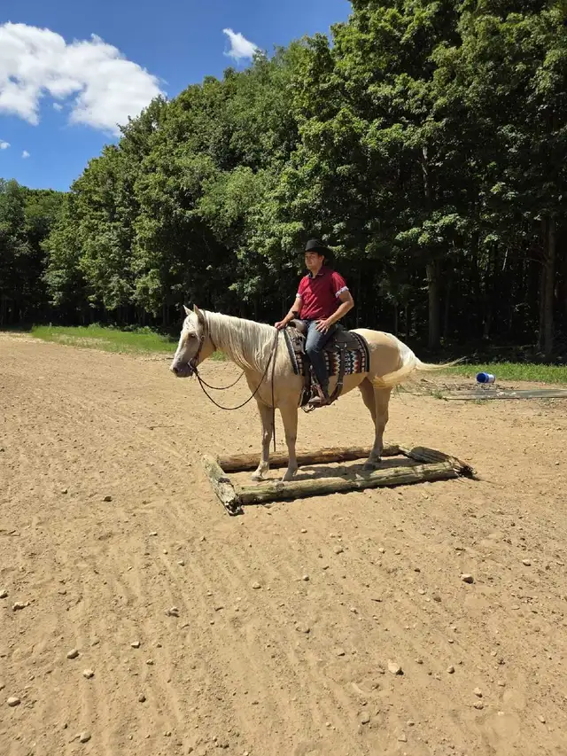 Broke Horses For Sale in Horses & Ponies for Rehoming in Owen Sound - Image 10