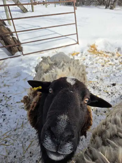 5 year old Ram, View more