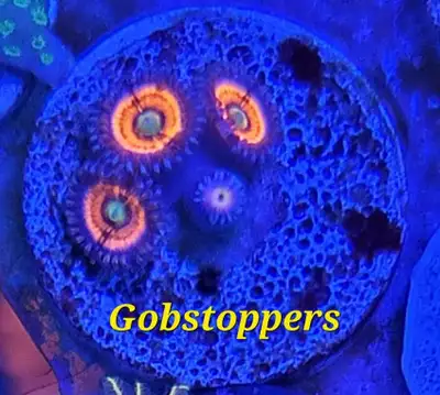 Everlasting gobstopper zoas - saltwater coral frag , View more