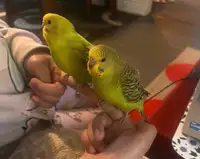 Two Friendly baby budgies