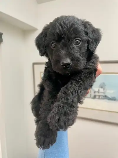 Mini Doodle Puppies (Schnoodle × Aussiedoodle) – Family Raised, View more