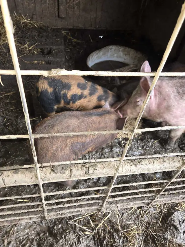 Berkshire manglitsta cross piglets  in Livestock in Truro - Image 3